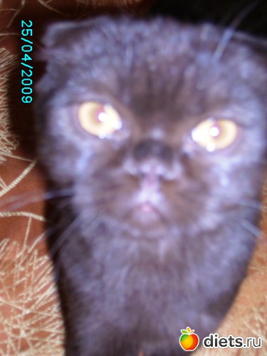 4 фото: Кузя