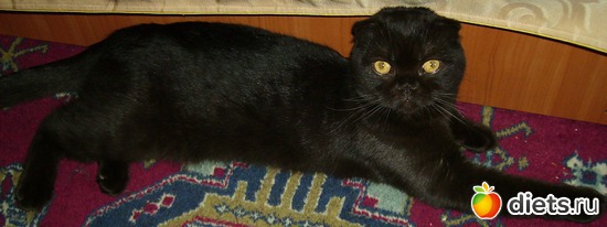 11 фото: Кузя