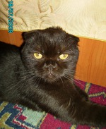 Айда на моего кота любоваться!