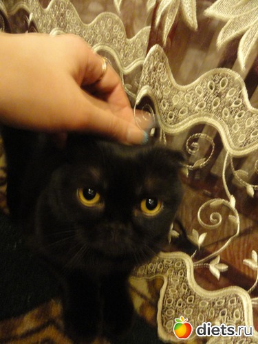 19 фото: Кузя