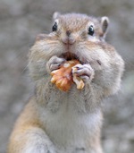 И ка-а-а-к начну есть бутерброды