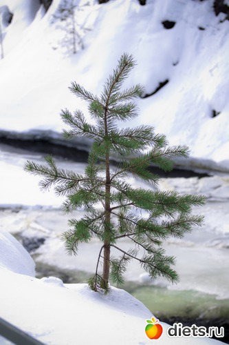 1 ����: �����