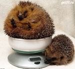 Ох уж мне эти "весовые качели"))