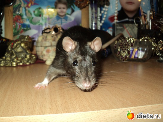 ��� �������, ������: ��� �Ψ