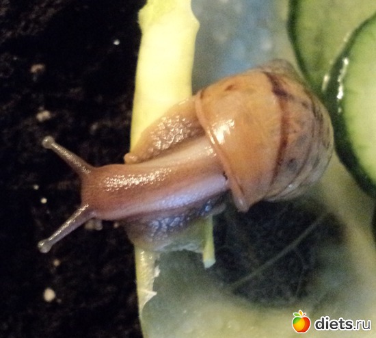 ����������, ������: ��� �Ψ