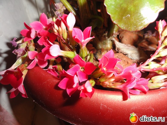 коланхоэ (стыдно. но я оборвала цветочки.чтоб поскорей отцвела, обновить ее уже нужно), альбом: мои растишки