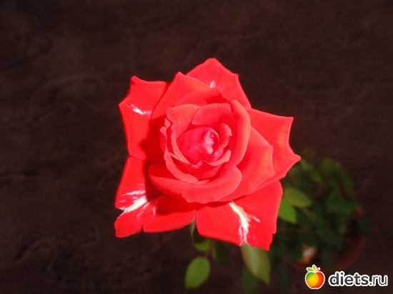 моя розочка расцвела на 1 апреля. пошутила наверное так, альбом: мои растишки