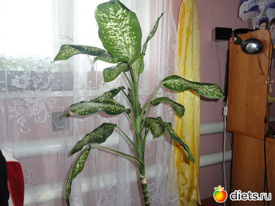 �� ���� ��� ���������� ��� ����, ������: ��� ��������