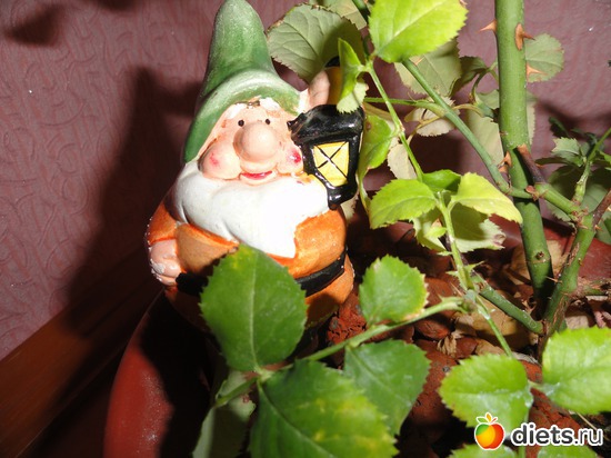 а это гномик охраняющий розу от засухи, альбом: мои растишки