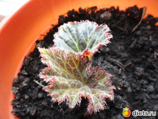 ��������� �������, ����� ��� ������, ������: ��� ��������