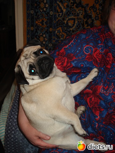 2 фото: Мопс