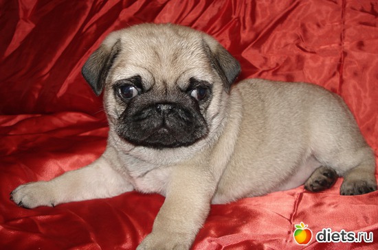 4 фото: Мопс