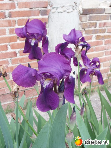 2 ����: �����-�����