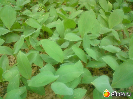 6 фото: ландыши