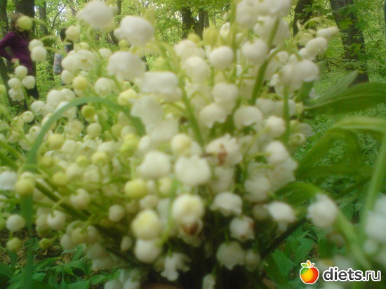 9 фото: ландыши