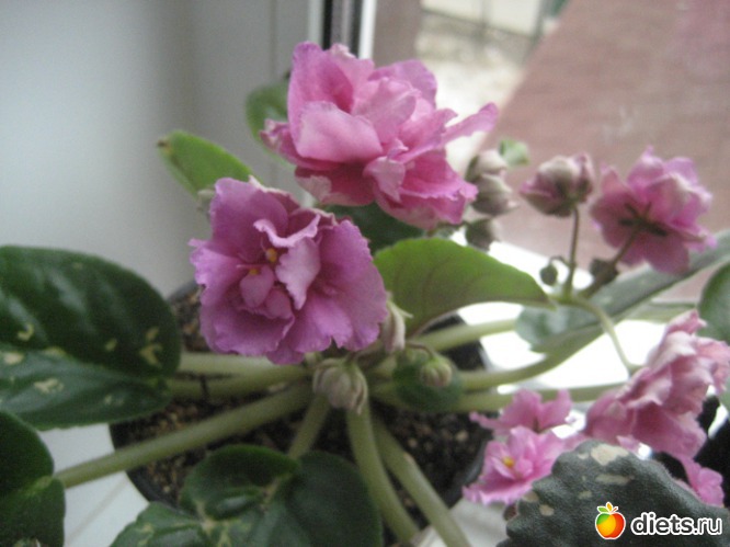 3 фото: мои цветочки