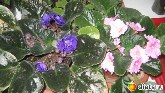 8 фото: мои цветочки