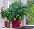 где купить растение Pogostemon patchouli?