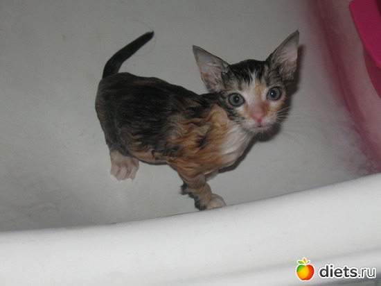 �������, ������: ��� �������