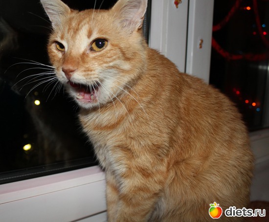 1 ����: ��� ���