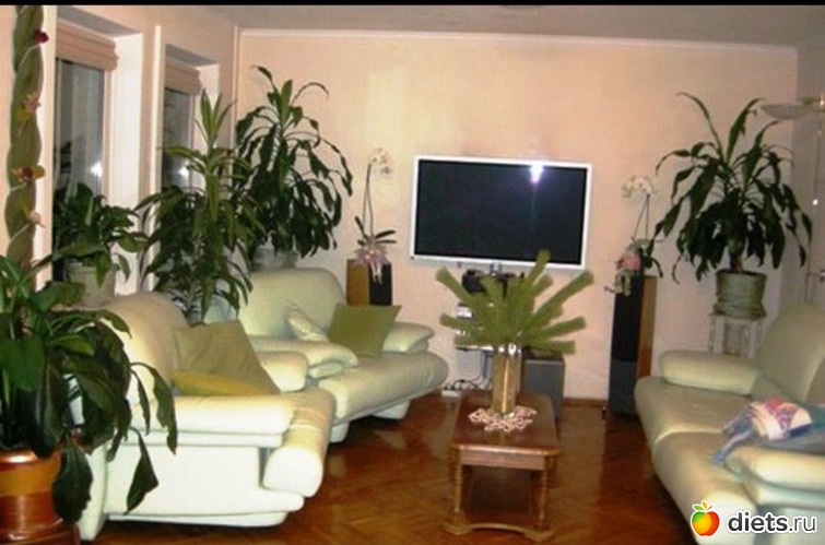 3 фото: Комнатные цветы.