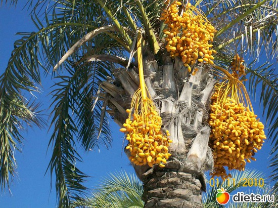 ��������� ������., ������: ������.����� 2010.