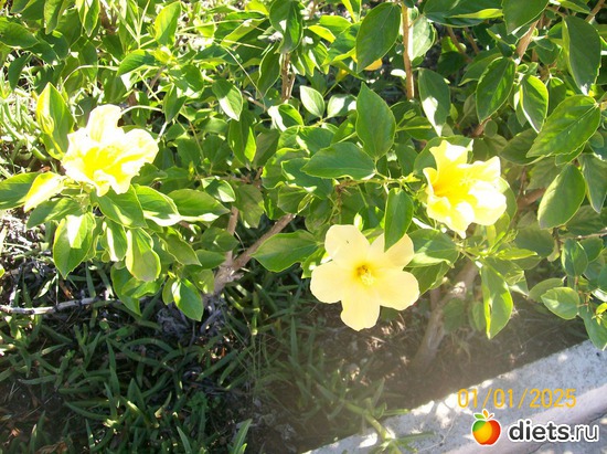 ������, ������: ������.����� 2010.