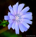 Польза цикория!