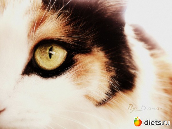 12 фото: Моя Мусенька