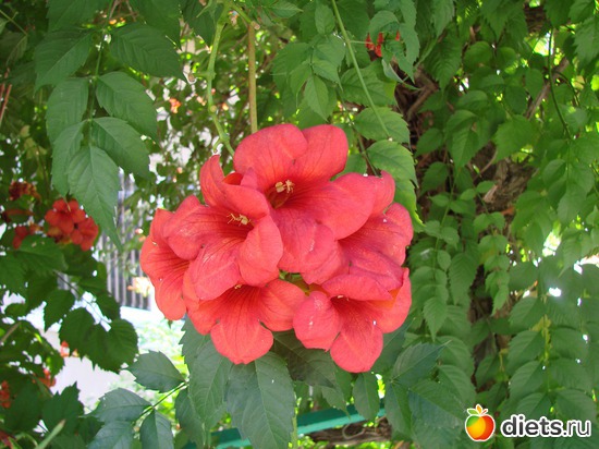 3 фото: Сочи