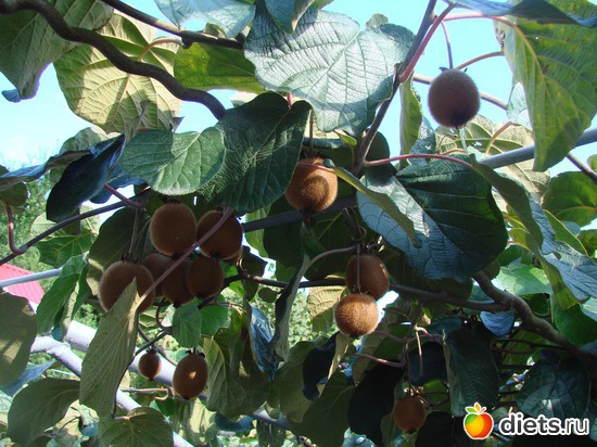 Киви, альбом: Сочи