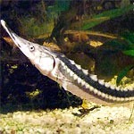 Севрюга: состав, польза и свойства, икра севрюги, блюда из севрюги.