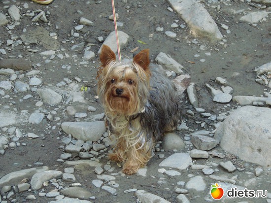 Лаки на прогулке, альбом: Сочи