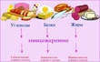 Спорт и питание. Обмен веществ и режим питания.
