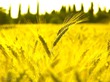 ДЕРЖИ СЕБЯ В ФОРМЕ! ПРОРОЩЕННАЯ ПШЕНИЦА: БАРХАТНАЯ КОЖА И ШЕЛКОВЫЕ ВОЛОСЫ! СТИМУЛИРУЕМ ОБМЕН ВЕЩЕСТВ!