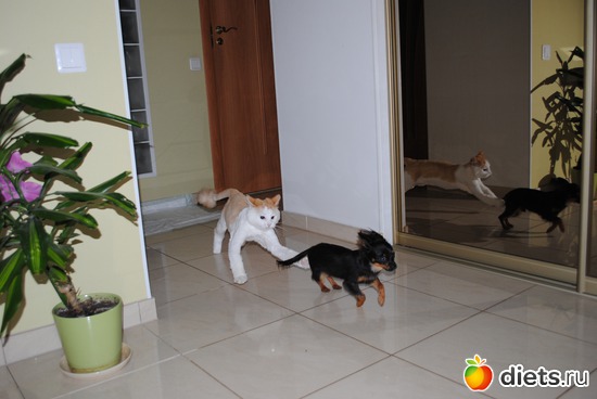 3 ����: ������� � ��������