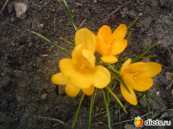 15 фото: Мои цветы.