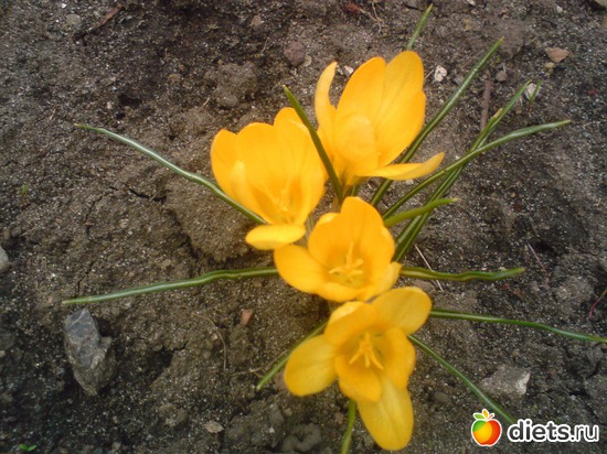 16 фото: Мои цветы.