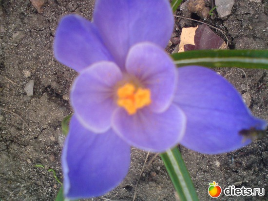 18 фото: Мои цветы.