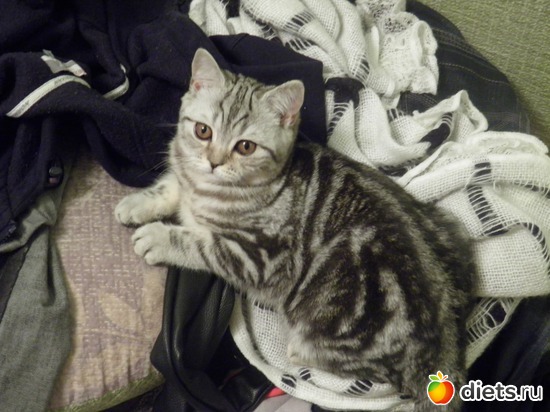 8 ����: ������)