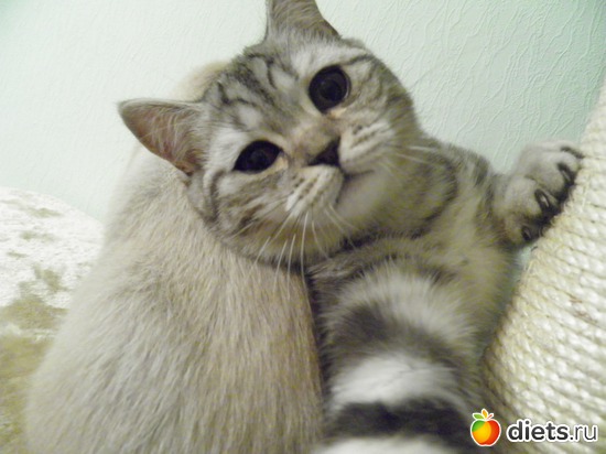 11 ����: ������)