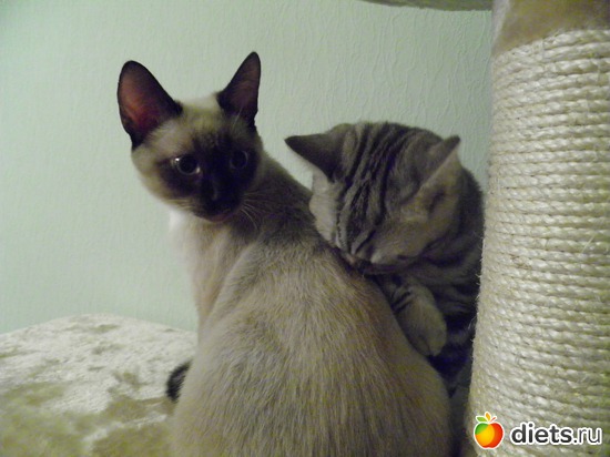 12 ����: ������)