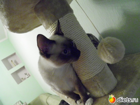 13 ����: ������)