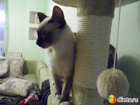 14 ����: ������)