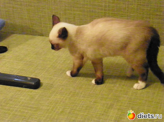 15 ����: ������)