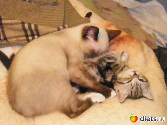 17 ����: ������)