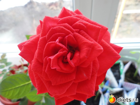 еще одна роза расцвела, альбом: мои растишки