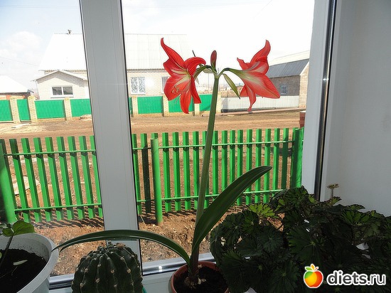 ������� �� �������, ������: ��� ��������