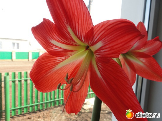 все таки гиппеаструм, альбом: мои растишки