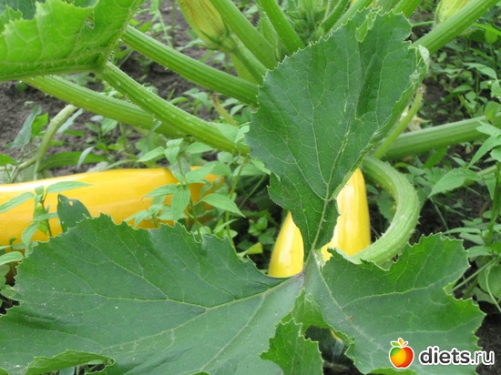 1 фото: Мой сад-огород